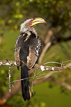 Southern Yellow-Billed Hornbill (Tockus leucomelas), Kruger National Park, South Africa, Africa 