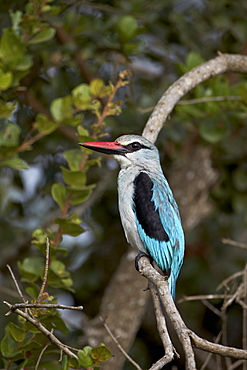 Woodland Kingfisher (Halcyon senegalensis), Kruger National Park, South Africa, Africa 