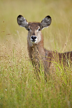 Young Common Waterbuck (Ellipsen Waterbuck) (Kobus ellipsiprymnus), Kruger National Park, South Africa, Africa 