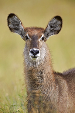 Female Common Waterbuck (Ellipsen Waterbuck) (Kobus ellipsiprymnus ellipsiprymnus) eating, Kruger National Park, South Africa, Africa 