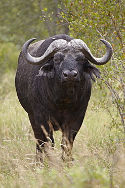 Cape Buffalo (African Buffalo) (Syncerus caffer), Kruger National Park, South Africa, Africa 