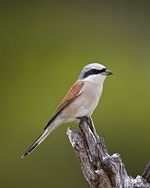 Male Red-Backed Shrike (Lanius collurio), Kruger National Park, South Africa, Africa 