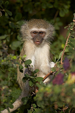 Young Vervet Monkey (Chlorocebus aethiops), Kruger National Park, South Africa, Africa 