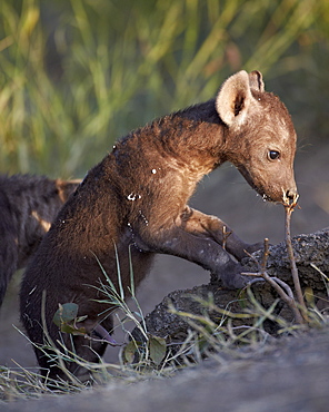 Spotted Hyena (Spotted Hyaena) (Crocuta crocuta) pup, Kruger National Park, South Africa, Africa 