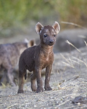 Spotted Hyena (Spotted Hyaena) (Crocuta crocuta) pup, Kruger National Park, South Africa, Africa 