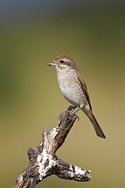 Female Red-Backed Shrike (Lanius collurio), Kruger National Park, South Africa, Africa 