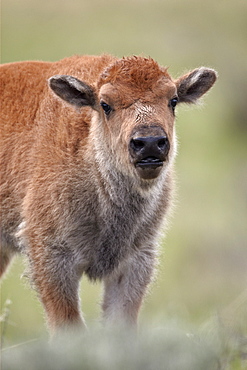 Bison (Bison bison) calf, Yellowstone National Park, Wyoming, United States of America, North America 