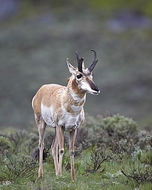 Pronghorn (Antilocapra americana) buck, Yellowstone National Park, Wyoming, United States of America, North America 