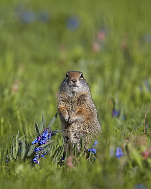 Uinta Ground Squirrel (Urocitellus armatus) among Mountain Bluebell (Mertensia ciliata), Yellowstone National Park, Wyoming, United States of America, North America 