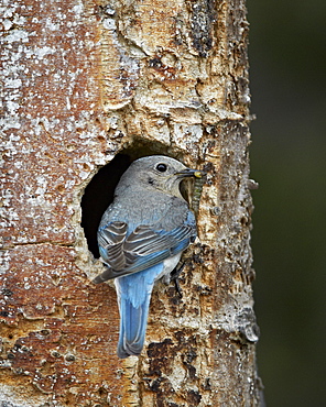 Female Mountain Bluebird (Sialia currucoides) with food at the nest, Yellowstone National Park, Wyoming, United States of America, North America 