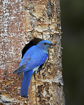 Male Mountain Bluebird (Sialia currucoides) with food at the nest, Yellowstone National Park, Wyoming, United States of America, North America 