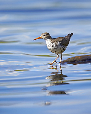 Spotted Sandpiper (Actitis macularia), Yellowstone National Park, Wyoming, United States of America, North America 