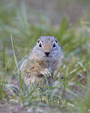 Young Uinta Ground Squirrel (Urocitellus armatus), Yellowstone National Park, Wyoming, United States of America, North America 