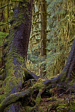 Moss-covered tree trunks in the rainforest, Olympic National Park, UNESCO World Heritage Site, Washington State, United States of America, North America