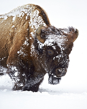 Bison (Bison bison) bull covered with snow in the winter, Yellowstone National Park, Wyoming, United States of America, North America