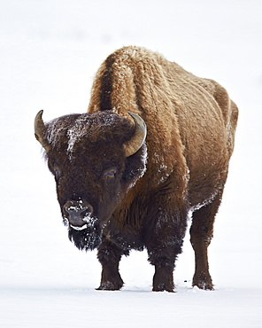 Bison (Bison bison) bull covered with frost in the winter, Yellowstone National Park, Wyoming, United States of America, North America