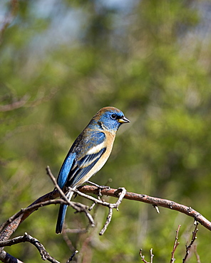 Lazuli bunting (Passerina amoena), male in winter plumage, Chiricahuas, Coronado National Forest, Arizona, United States of America, North America