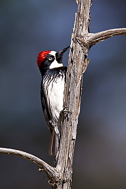 Acorn woodpecker (Melanerpes formicivorus), Chiricahuas, Coronado National Forest, Arizona, United States of America, North America