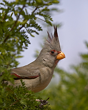 Pyrrhuloxia (Cardinalis sinuatus) female, Chiricahuas, Coronado National Forest, Arizona, United States of America, North America