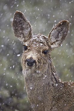 Young mule deer (Odocoileus hemionus) in a snow storm in the Spring, Yellowstone National Park, Wyoming, United States of America, North America