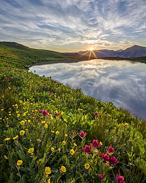 Sunrise behind rosy paintbrush (split-leaf Indian paintbrush) (spliteaf Indian paintbrush) (Castilleja rhexifolia) and Alpine avens (Ross's avens) (Acomastylis rossii turbinata), San Juan National Forest, Colorado, United States of America, North America