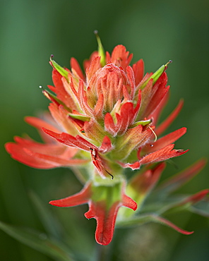 Giant red paintbrush (scarlet paintbrush) (Indian paintbrush) (Castilleja miniata), San Juan National Forest, Colorado, United States of America, North America