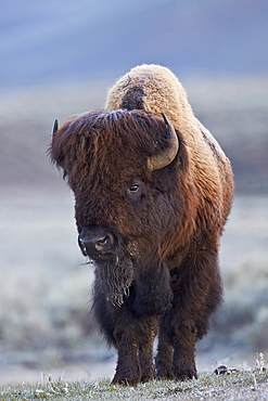 Bison (Bison bison) bull in the spring, Yellowstone National Park, UNESCO World Heritage Site, Wyoming, United States of America, North America