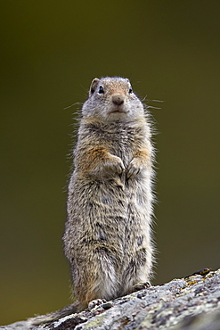 Uinta ground squirrel (Urocitellus armatus), Yellowstone National Park, Wyoming, United States of America, North America