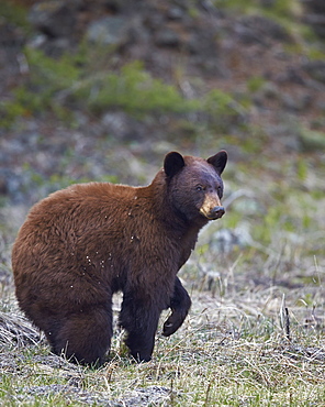 Cinnamon black bear (Ursus americanus), Yellowstone National Park, Wyoming, United States of America, North America