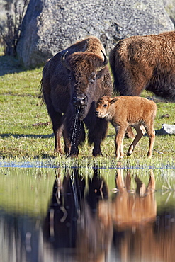 Bison (Bison bison) cow and calf in the spring, Yellowstone National Park, UNESCO World Heritage Site, Wyoming, United States of America, North America
