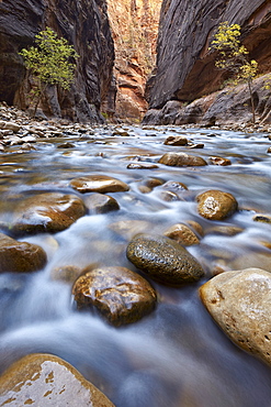 The Narrows of the Virgin River in the fall, Zion National Park, Utah, United States of America, North America