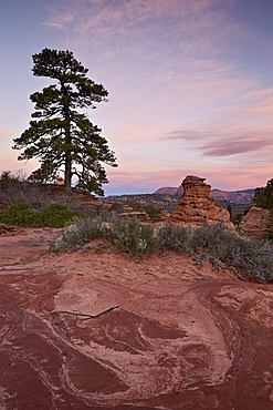 Pine tree and sandstone at dawn with pink clouds, Zion National Park, Utah, United States of America, North America