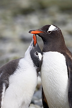 Gentoo penguin (Pygoscelis papua) adult with chick begging for food, Ronge Island, Antarctic Peninsula, Antarctica, Polar Regions