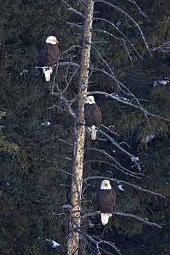 Three bald eagle (Haliaeetus leucocephalus) in an evergreen tree, Yellowstone National Park, Wyoming, United States of America, North America