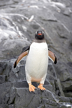 Gentoo penguin (Pygoscelis papua), Port Lockroy, Wiencke Island, Antarctic Peninsula, Antarctica, Polar Regions