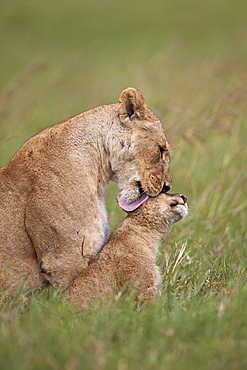 Lion (Panthera leo) female grooming a cub, Ngorongoro Crater, Tanzania, East Africa, Africa