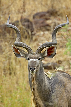 Male greater kudu (Tragelaphus strepsiceros), Kruger National Park, South Africa, Africa