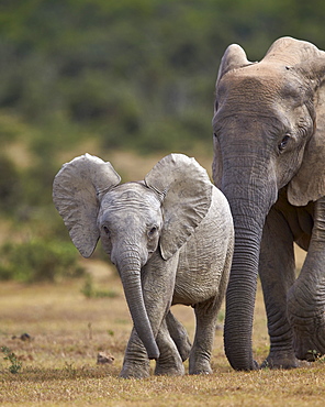 African elephant (Loxodonta africana) juvenile and adult, Addo Elephant National Park, South Africa, Africa