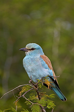 European roller (Coracias garrulus), Kruger National Park, South Africa, Africa