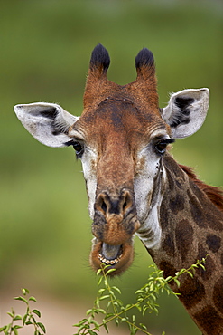 Cape giraffe (Giraffa camelopardalis giraffa) eating, Kruger National Park, South Africa, Africa