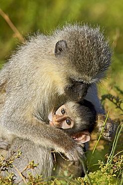 Vervet monkey (Chlorocebus aethiops) nursing, Addo Elephant National Park, South Africa, Africa