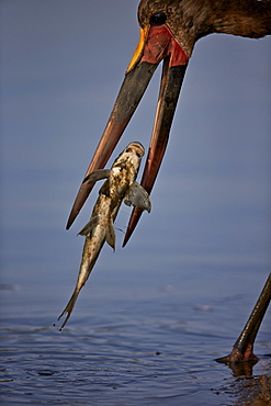 Saddle-billed stork (Ephippiorhynchus senegalensis) with a fish, Kruger National Park, South Africa, Africa