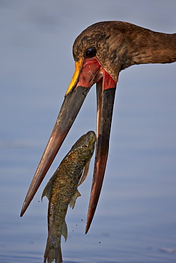 Saddle-billed stork (Ephippiorhynchus senegalensis) with a fish, Kruger National Park, South Africa, Africa