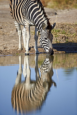 Common zebra (Plains zebra) (Burchell's zebra) (Equus burchelli) drinking with reflection, Kruger National Park, South Africa, Africa