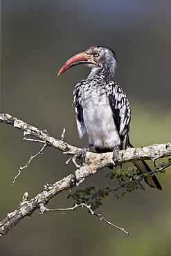 Southern red-billed hornbill (Tockus rufirostris), Kruger National Park, South Africa, Africa