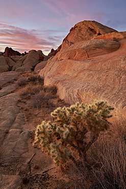 Cactus and sandstone formations at dawn, Valley Of Fire State Park, Nevada, United States of America, North America