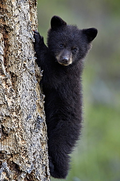 Black bear (Ursus americanus) cub of the year or spring cub climbing a tree, Yellowstone National Park, Wyoming, United States of America, North America