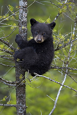 Black bear (Ursus americanus) cub of the year or spring cub in a tree, Yellowstone National Park, Wyoming, United States of America, North America