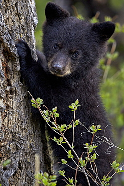 Black bear (Ursus americanus) cub of the year or spring cub, Yellowstone National Park, Wyoming, United States of America, North America