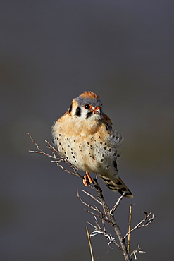 American Kestrel (Sparrow Hawk) (Falco sparverius), male, Yellowstone National Park, Wyoming, United States of America, North America